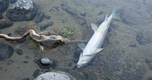 Peces muertos en un río